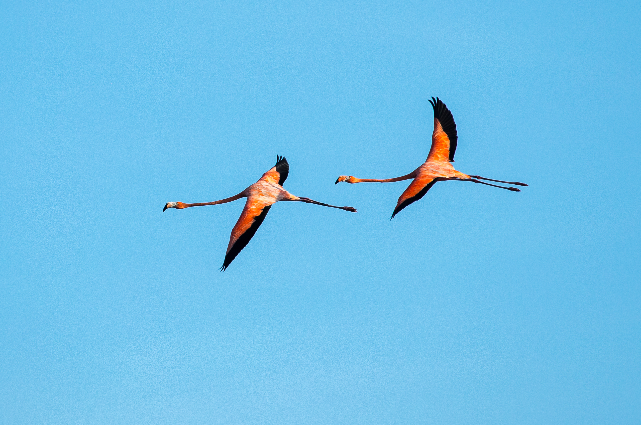 Greater Flamingo